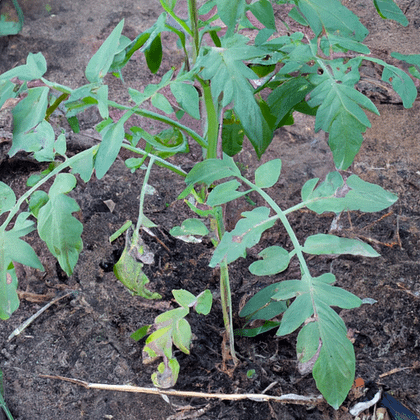 How Deep Are The Roots Of A Tomato Plant - PlantopiaHub - Your Ultimate ...