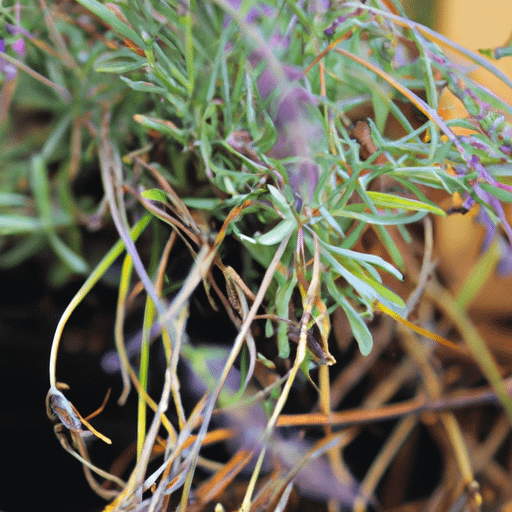 why-is-my-lavender-plant-turning-brown-plantopiahub-your-ultimate