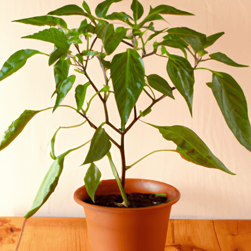 How Much Space Does A Pepper Plant Need PlantopiaHub Your Ultimate