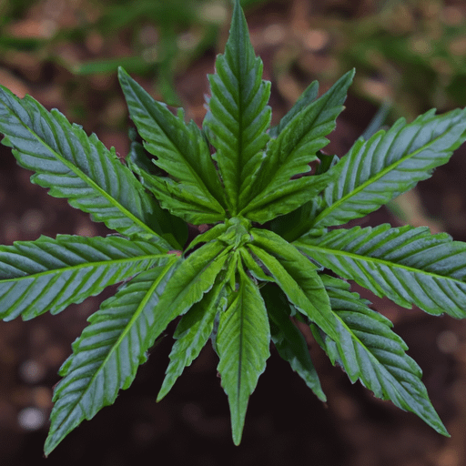 Why Does My Weed Plant Only Have 3 Leaves PlantopiaHub Your