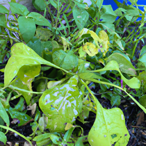 Why Are My Squash Plants Rotting At The Base PlantopiaHub Your Ultimate Destination for