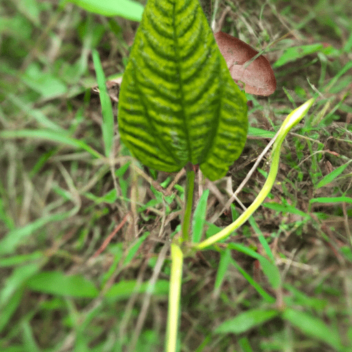 What Can Plants Do That Animals Cannot PlantopiaHub Your Ultimate