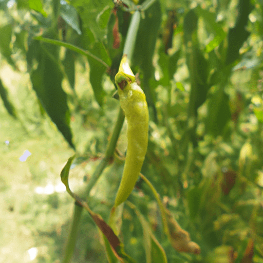 What Animals Eat Pepper Plants PlantopiaHub Your Ultimate Destination for Plant Lovers