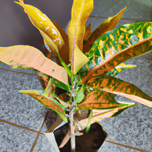 Why Is My Croton Plant Dropping Leaves PlantopiaHub Your Ultimate