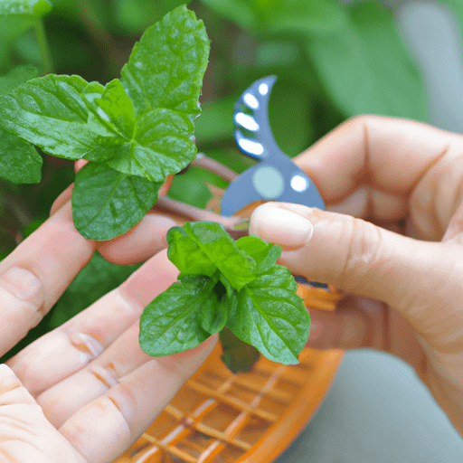 How To Pick Mint Leaves Without Killing Plant PlantopiaHub Your