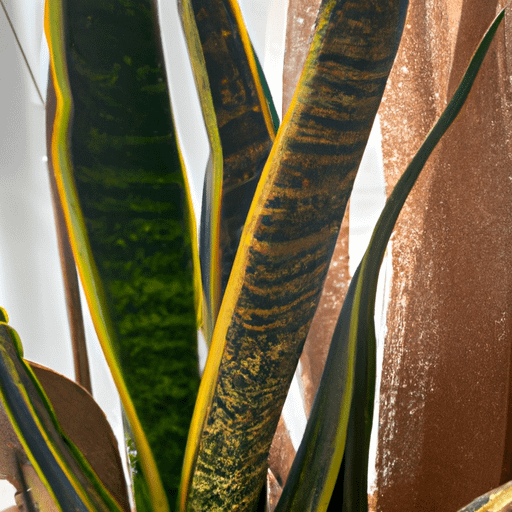 why-are-the-tips-of-my-snake-plant-turning-brown-plantopiahub-your