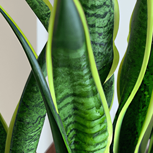 Why Does My Snake Plant Have Brown Spots PlantopiaHub Your Ultimate