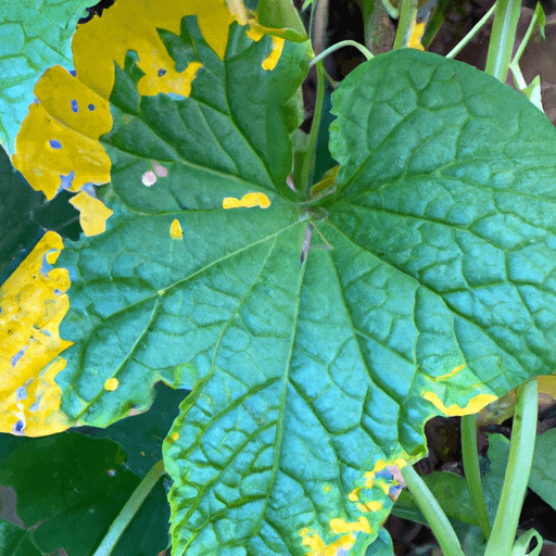 Why Are The Leaves On My Cucumber Plants Turning Yellow PlantopiaHub