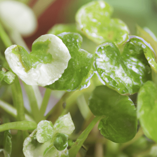 Why Is My Shamrock Plant Drooping PlantopiaHub Your Ultimate