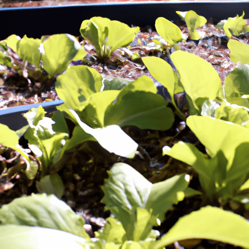 What To Plant In February In Texas PlantopiaHub Your Ultimate