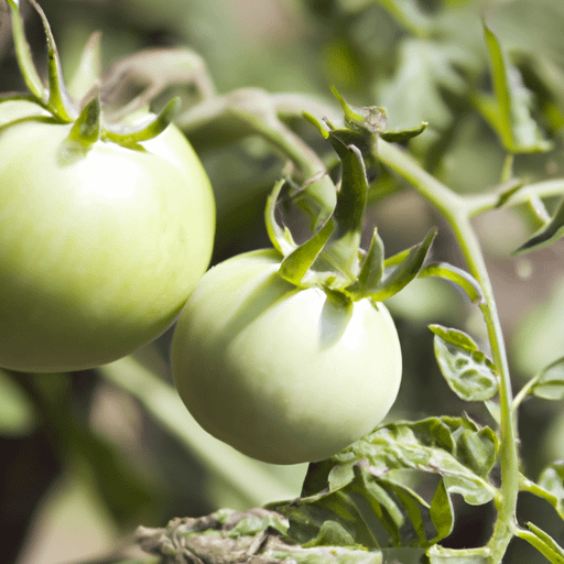 Are Tums Good For Tomato Plants PlantopiaHub Your Ultimate