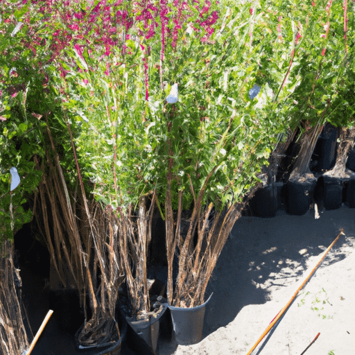 What Planting Zone Is Denver Colorado PlantopiaHub Your Ultimate